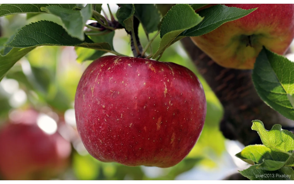 Rote Apfel am Baum