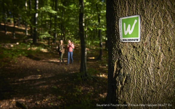 Mondschein auf der Sauerland-Waldroute